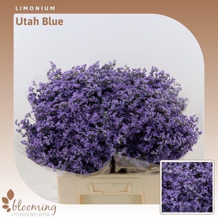 <h4>Limonium Utah Blue</h4>