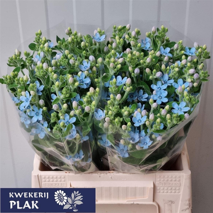 <h4>Oxypetalum Co Pure Blue</h4>