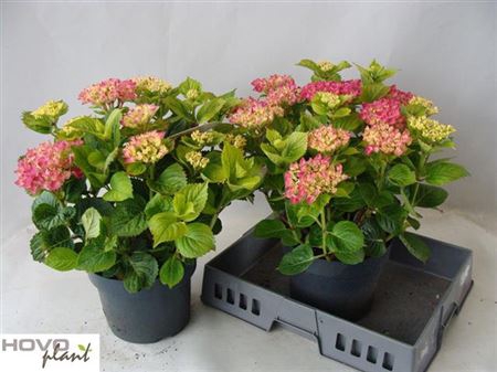 <h4>Hydrangea Macr Rood 10-12</h4>