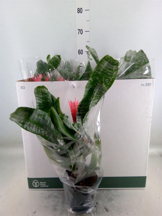 <h4>Aechmea fasciata 'Primera'</h4>