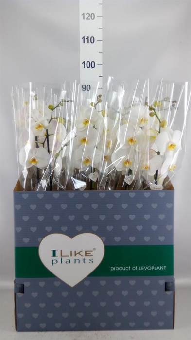 <h4>Phalaenopsis   ...white</h4>