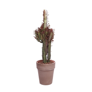 Euphorbia trigona in bruine pot