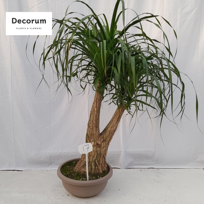 Beaucarnea vertakt op nummer 17