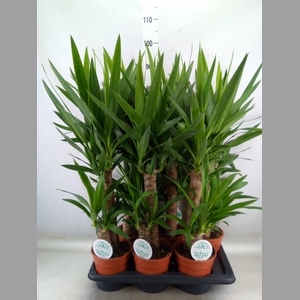 Yucca