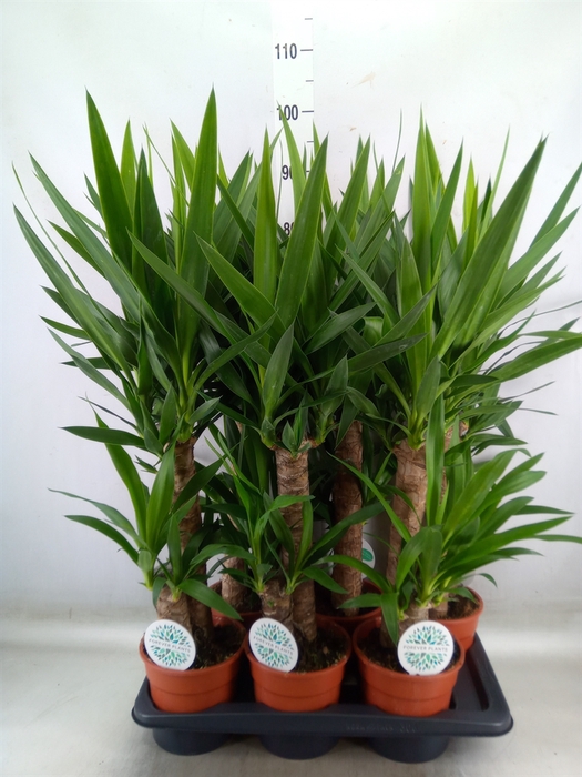 <h4>Yucca</h4>