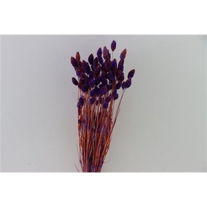 Dried Artz Phalaris Vermeer Bunch