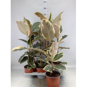 Ficus elastica 'Tineke'