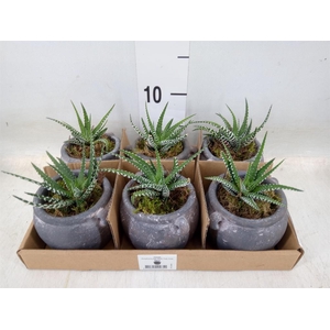 Arr.   Kamerplant Groen L%