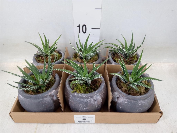 <h4>Arr. Kamerplant Groen L%</h4>