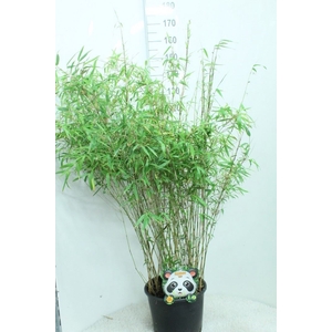 Fargesia rufa