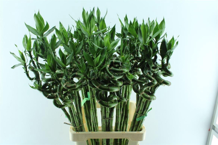 <h4>Drac S Lucky Bamboo 80cm</h4>