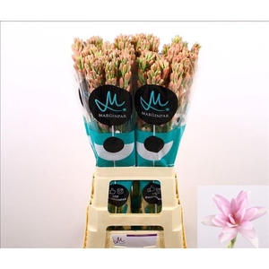 Polianthes Pink Sapphire