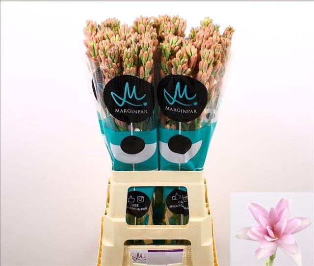 Polianthes Pink Sapphire