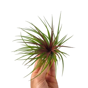 Tillandsia Rainforest Red Large
