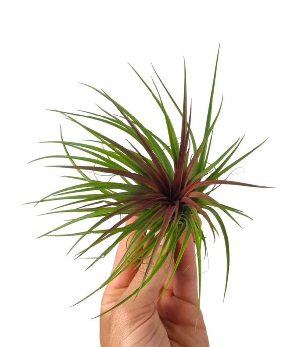 <h4>Tillandsia Rainforest Red Large</h4>