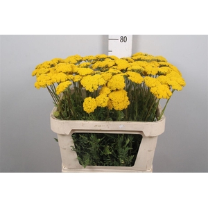 Achil F Parker Variety