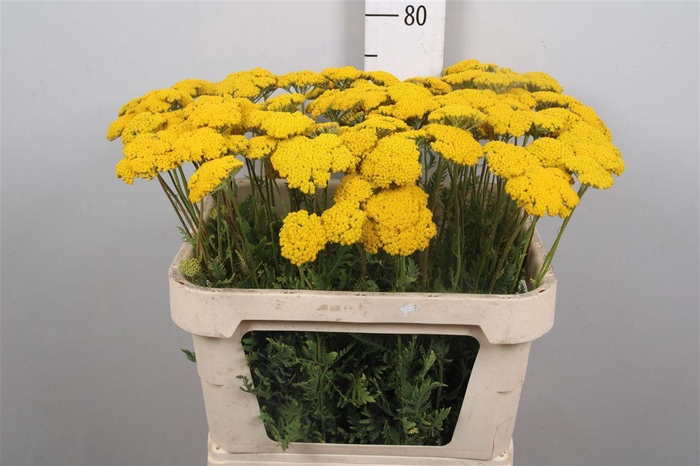 <h4>Achil F Parker Variety</h4>