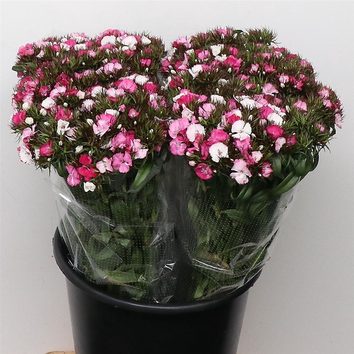 <h4>Di Barb Light Pink Super</h4>