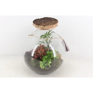 arr3 WR - Terrarium Venus large