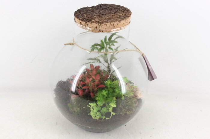 <h4>arr3 WR - Terrarium Venus large</h4>
