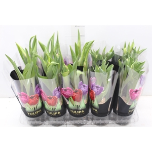 TULIPA VARIADO P12