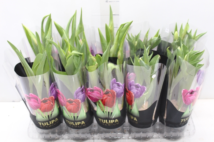 <h4>TULIPA VARIADO P12</h4>