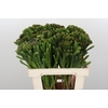 Kaaps Groen Albigreen