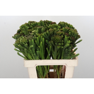 Kaaps Groen Albigreen