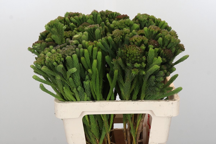 Kaaps Groen Albigreen