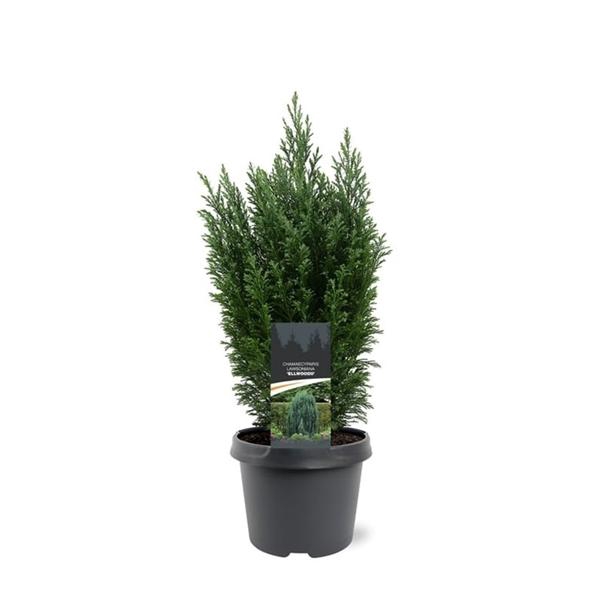 <h4>Chamaecyparis law. 'Ellwoodii'</h4>