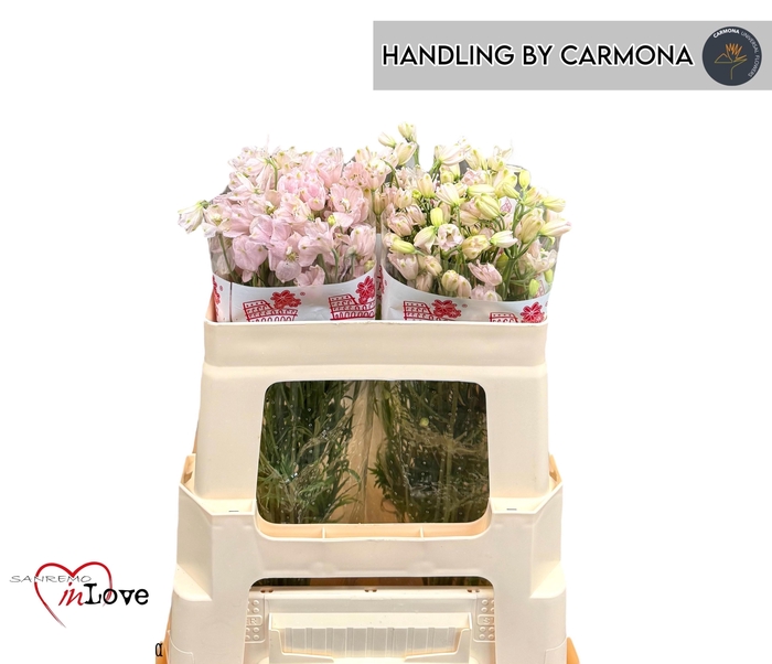 <h4>DELPH EN M SUG PINK</h4>