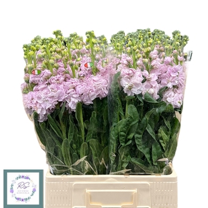 MATTH IRON CHERRY BL