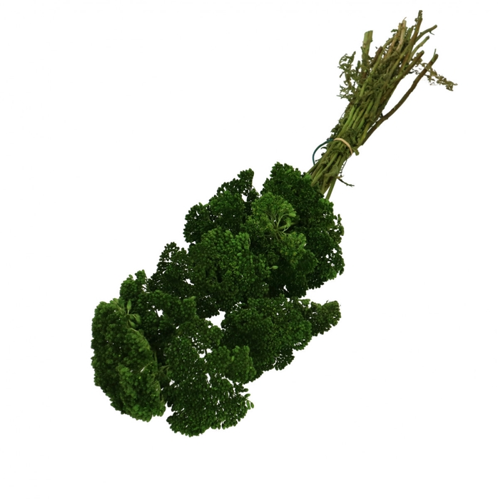 <h4>Droogbloem Achillea 65cm x12</h4>