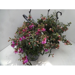 FUCHSIA OV