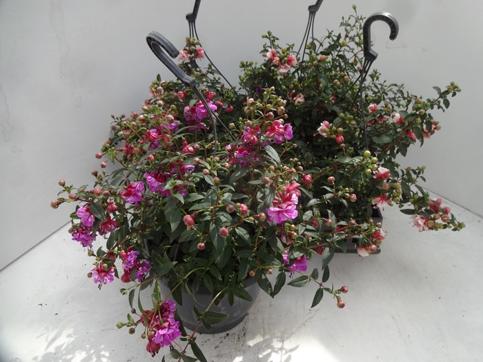 <h4>FUCHSIA OV</h4>