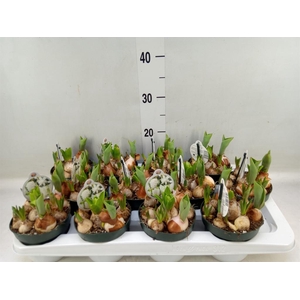 Bolbloemen   ...mix in pot