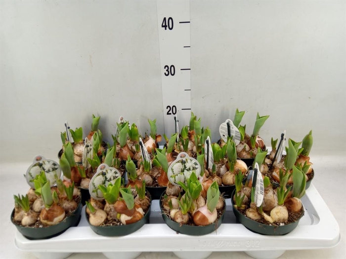 <h4>Bolbloemen   ...mix in pot</h4>