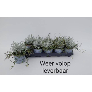 LEUCOPHYTA/MUEHLENBECKIA P12