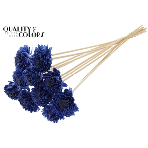 Shola Zinia 6cm on stem Wax Blue