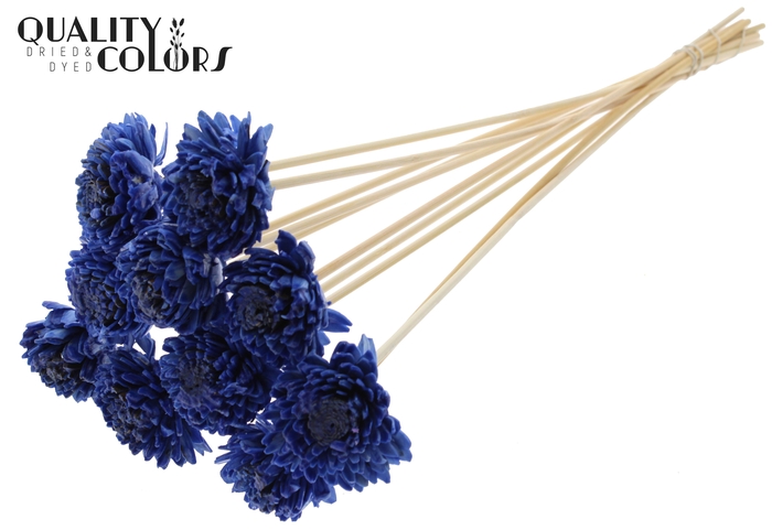 <h4>Shola Zinia 6cm on stem Wax Blue</h4>