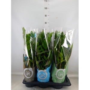 Zamioculcas zamiifolia