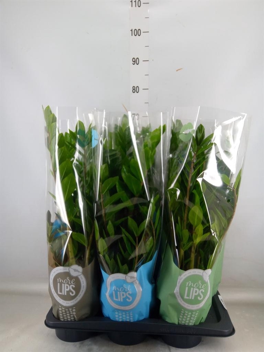 <h4>Zamioculcas zamiifolia</h4>