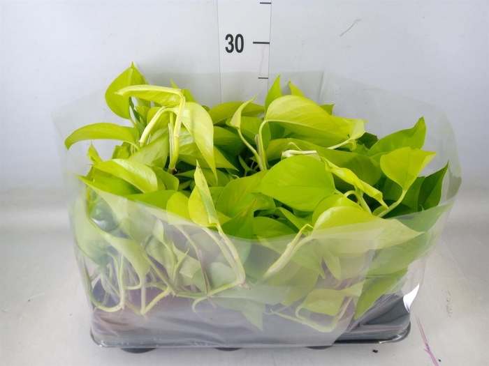 <h4>Epipremnum   ...</h4>