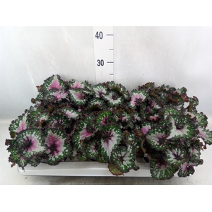 Begonia BD 'Purple Blush'