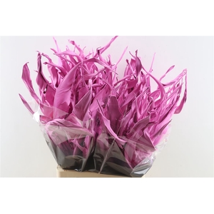 Dried Strelitziablad Pink Stem