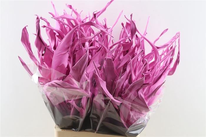 Dried Strelitziablad Pink Stem