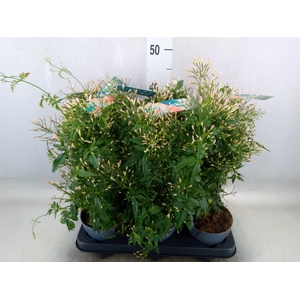 Jasminum polyanthum