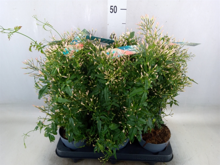 <h4>Jasminum polyanthum</h4>