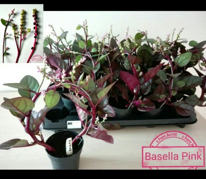 <h4>BASELLA ALBA ROSEBUD</h4>