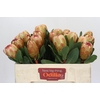 Protea Grandicolor